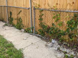 Bush Trimming by Melford Franklin for Joe H. in Baltimore, MD