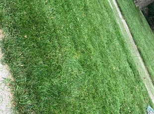 Jesse H.'s Grass Cutting service result