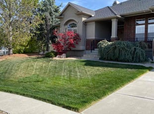 Nick T.'s Lawn Mowing service result