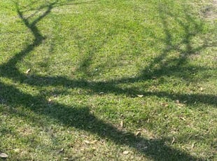 Loretta W.'s Lawn Service service result