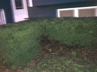 Bush Trimming by Cameron Taylor for Amy B. in Kansas City, MO