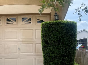 Bush Trimming by Ramona Lara for David R. in Valrico, FL