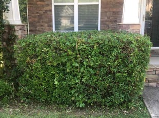 Bush Trimming by Erick G for Kathryn G. in Holly Springs, NC