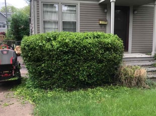 Bush Trimming by Japheus Sanders for Sera K. in Birmingham, MI