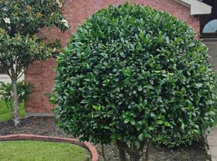 Bush Trimming by Hector Cruz for Victor W. in Tomball, TX