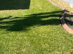 Dan S.'s Lawn Mowing service result