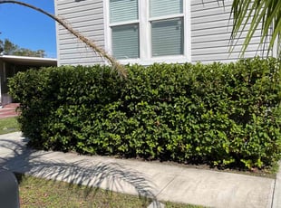 Bush Trimming by Todd Hebert for Terry S. in Kissimmee, FL