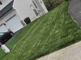 Andrew B.'s Lawn Mowing service result