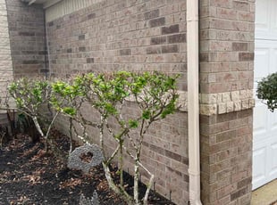Bush Trimming by Nicole Ross for Lenny B. in League City, TX