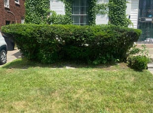 Bush Trimming by Troy Stokes for Portia G. in Detroit, MI