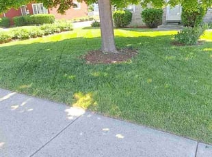 Katherine F.'s Lawn Service service result
