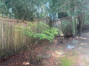 Bush Trimming by Nicholas Testerman for Carmen F. in Larchmont, NY