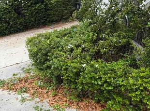Bush Trimming by Jace Major for Anita M. in Coconut Creek, FL