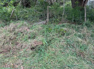 Bush Trimming by Terry Lampo for DJ B. in Clermont, FL