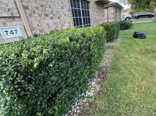Cleanups by Adolfo Gonzalez Castaneda for Cathy B. in Red Oak, TX