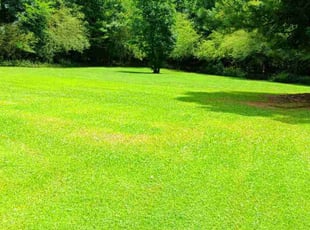 Yasmeen A.'s Lawn Service service result