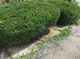 Bush Trimming by Zane Vogelsang for Daniel A. in Cincinnati, OH