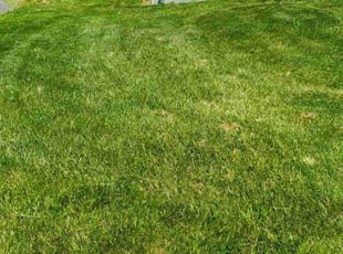 Ronald D.'s Lawn Mowing service result