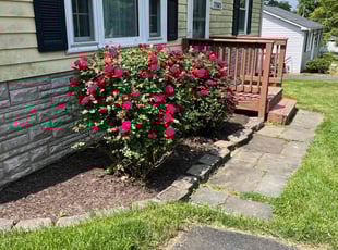 Weeding by Alesandre Duarte for david s. in Paeonian Springs, VA