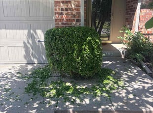 Bush Trimming by Arlyn Franco for Kim H. in Norman, OK