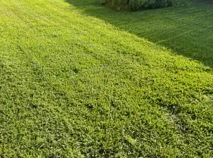 Sarah B.'s Lawn Mowing Service service result