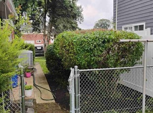 Bush Trimming by Timothy Graham for Robert H. in Catonsville, MD