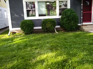 Bush Trimming by Courtney Gardner for Paul M. in Des Plaines, IL