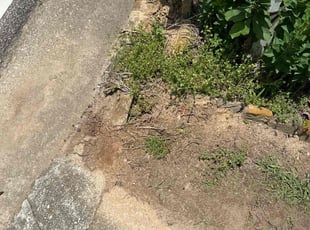 Weeding by Courtland Davis for Jennifer F. in Lawrenceville, GA
