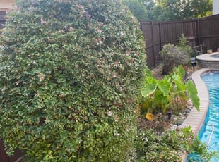 Jim C.'s Bush Trimming service result