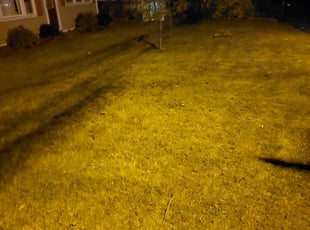 Leaf Removal by Jermaine Newsome for Brittany S. in Easton, PA