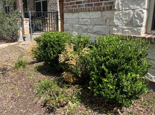 Bush Trimming by Mowpro's Llc for Rhonda R. in Euless, TX