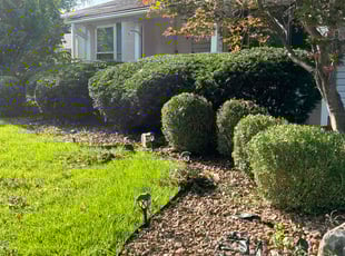 Bush Trimming by Stannika Morgan for Ellen W. in Florissant, MO