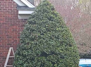 Bush Trimming by Jason Aycoth for Mark M. in Waxhaw, NC