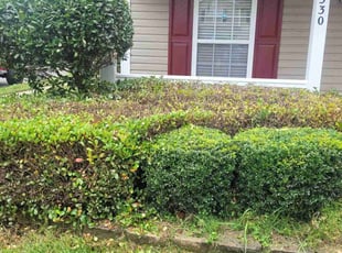 Bush Trimming by Dwayne Plummer for Bernadette M. in Charlotte, NC