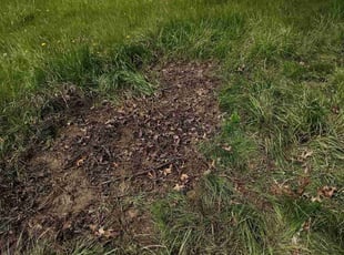 Leaf Removal by Michael King for Joseph M. in Strongsville, OH