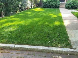 Claudio B.'s Lawn Service service result