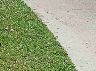 Karen B.'s Lawn Mowing Service service result