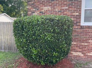 Bush Trimming by Bryan Oren for Amanda z. in Chesapeake, VA