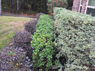 Bush Trimming by Jose Rodriguez for Chris S. in Porter, TX