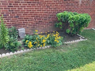 Weeding by Betty Montalvan for Ronald A. in Hyattsville, MD