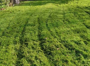 Laya Z.'s Lawn Mowing service result