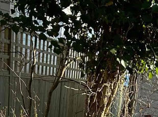 Bush Trimming by Wilmer Sosa for Gail W. in Odenton, MD