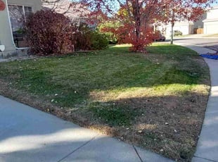 Leaf Removal by Trent Young for Angela M. in Denver, CO