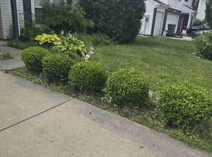 Bush Trimming by Kyle Yelton for Antionette . in Indianapolis, IN