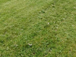 Ms B.'s Lawn Mowing Service service result