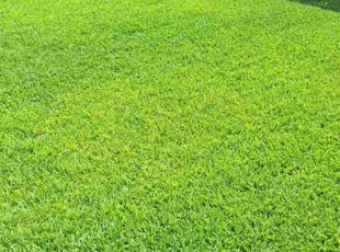 Gloria P.'s Lawn Mowing service result