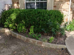 Leaf Removal by Leobardo Sanchez for Michael C. in Round Rock, TX