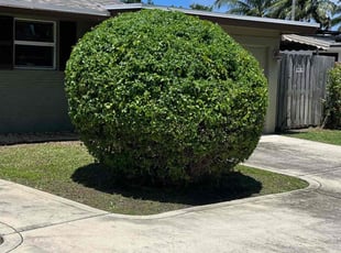 Bush Trimming by Zachary Wolf for Zvi W. in Boca Raton, FL