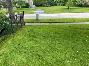 Zaneta C.'s Lawn Care service result