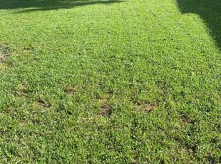 Mike H.'s Lawn Care service result